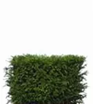 Heimische Eibe - Taxus baccata - Heckenelemente