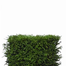 Taxus baccata - Heckenelemente, Heckenelement 80-