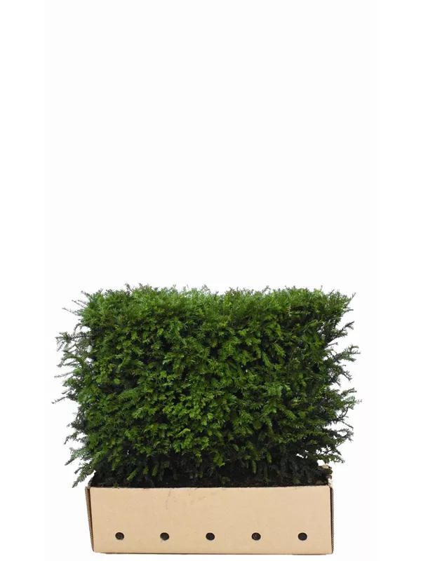 Heimische Eibe - Taxus baccata - Heckenelemente
