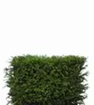 Heimische Eibe - Taxus baccata - Heckenelemente