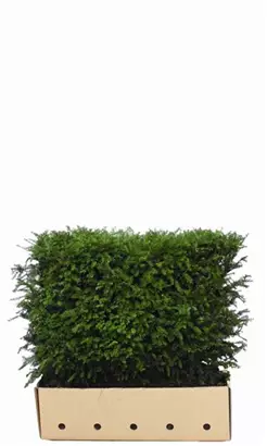 Heimische Eibe - Taxus baccata - Heckenelemente