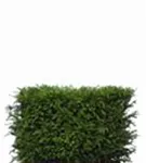 Heimische Eibe - Taxus baccata - Heckenelemente