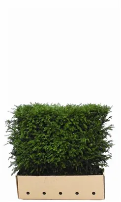 Heimische Eibe - Taxus baccata - Heckenelemente