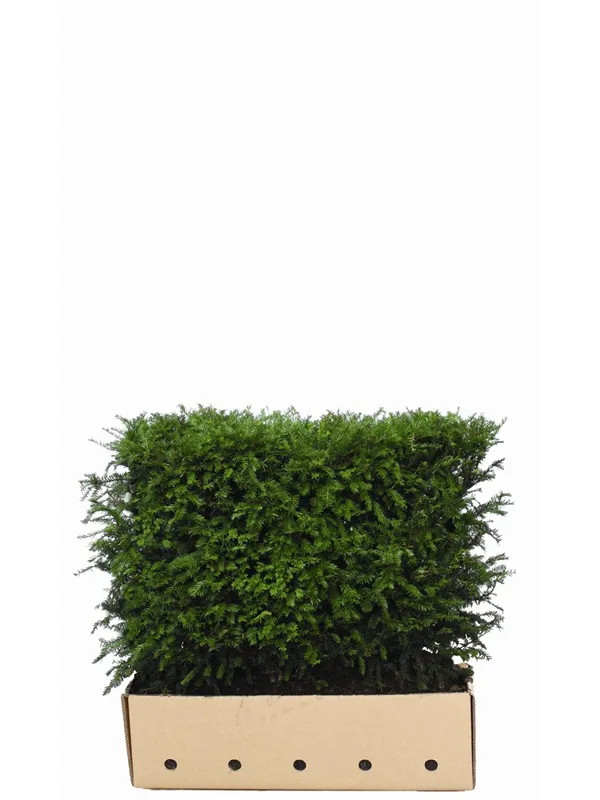 Heimische Eibe - Taxus baccata - Heckenelemente