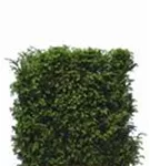 Heimische Eibe - Taxus baccata - Heckenelemente