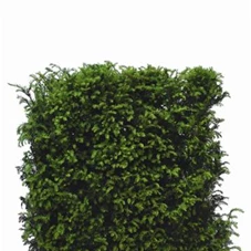 Taxus baccata - Heckenelemente, Heckenelement 120-