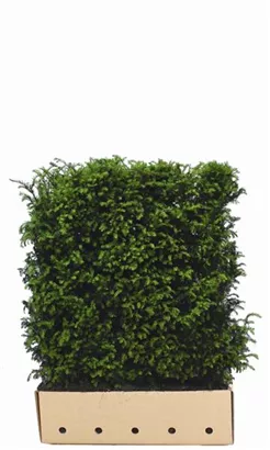 Heimische Eibe - Taxus baccata - Heckenelemente