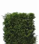 Heimische Eibe - Taxus baccata - Heckenelemente
