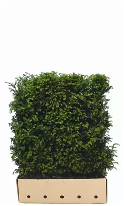 Heimische Eibe - Taxus baccata - Heckenelemente