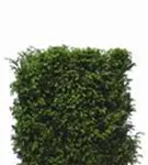 Heimische Eibe - Taxus baccata - Heckenelemente