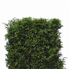 Taxus baccata - Heckenelemente, Heckenelement 120-