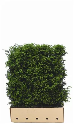 Heimische Eibe - Taxus baccata - Heckenelemente