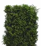 Heimische Eibe - Taxus baccata - Heckenelemente