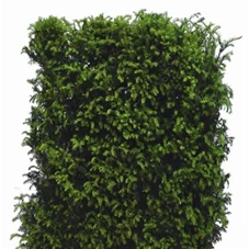 Taxus baccata - Heckenelemente, Heckenelement 150-