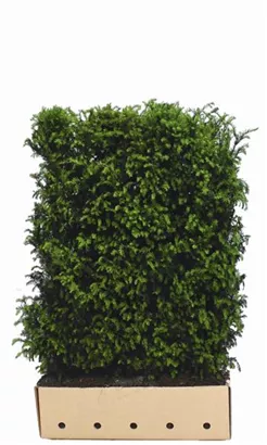 Heimische Eibe - Taxus baccata - Heckenelemente