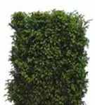 Heimische Eibe - Taxus baccata - Heckenelemente