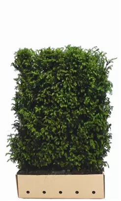 Heimische Eibe - Taxus baccata - Heckenelemente