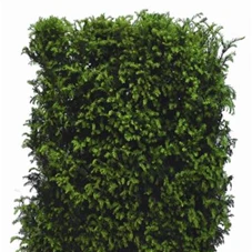 Taxus baccata - Heckenelemente, Heckenelement 150-