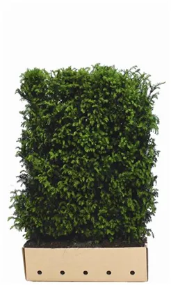 Heimische Eibe - Taxus baccata - Heckenelemente