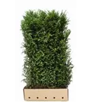 Heimische Eibe - Taxus baccata - Heckenelemente