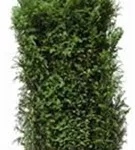 Heimische Eibe - Taxus baccata - Heckenelemente