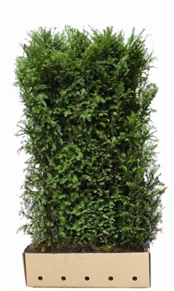 Heimische Eibe - Taxus baccata - Heckenelemente