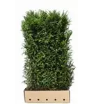 Heimische Eibe - Taxus baccata - Heckenelemente