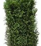 Heimische Eibe - Taxus baccata - Heckenelemente