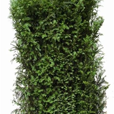 Taxus baccata - Heckenelemente, Heckenelement 190-