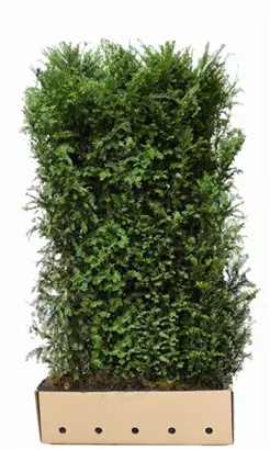 Heimische Eibe - Taxus baccata - Heckenelemente