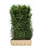 Heimische Eibe - Taxus baccata - Heckenelemente