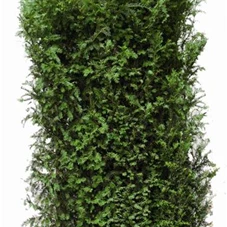 Taxus baccata - Heckenelemente, Heckenelement 190-
