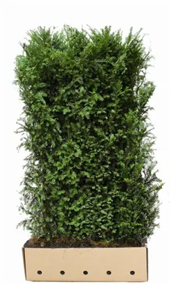 Heimische Eibe - Taxus baccata - Heckenelemente