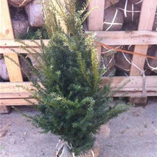 Taxus baccata - Heckenpflanzen, mB 80- 100