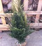 Heimische Eibe - Taxus baccata - Heckenpflanzen