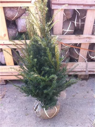 Heimische Eibe - Taxus baccata - Heckenpflanzen