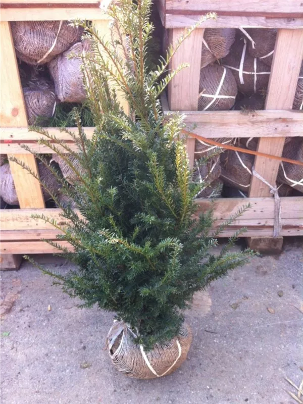 Heimische Eibe - Taxus baccata - Heckenpflanzen