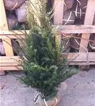 Heimische Eibe - Taxus baccata - Heckenpflanzen