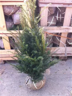 Heimische Eibe - Taxus baccata - Heckenpflanzen