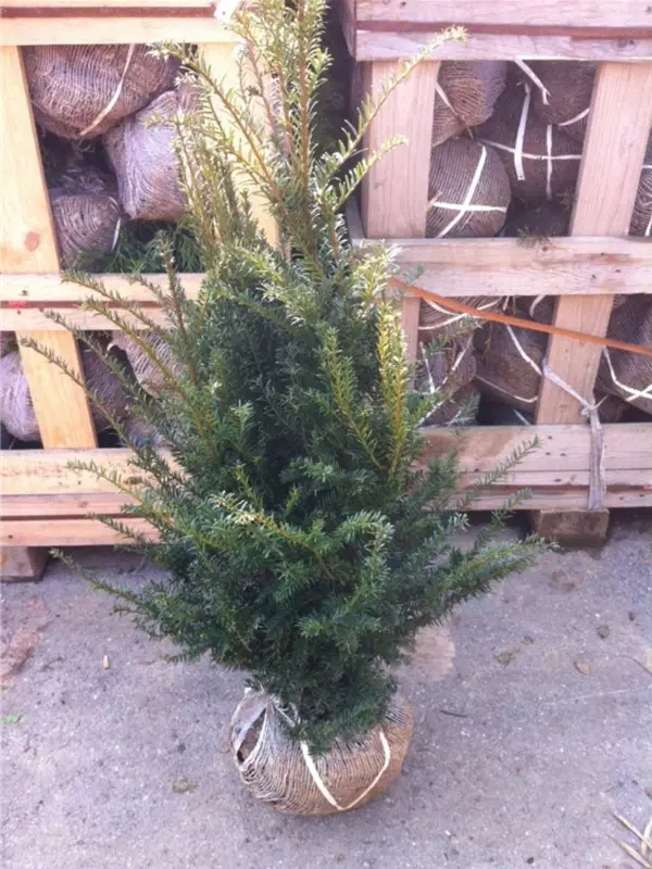 Heimische Eibe - Taxus baccata - Heckenpflanzen