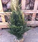 Heimische Eibe - Taxus baccata - Heckenpflanzen