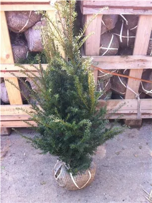 Heimische Eibe - Taxus baccata - Heckenpflanzen