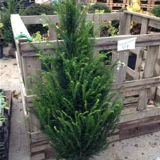 Taxus baccata - Heckenpflanzen, mB 100- 120