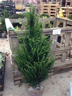 Heimische Eibe - Taxus baccata - Heckenpflanzen