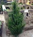Heimische Eibe - Taxus baccata - Heckenpflanzen