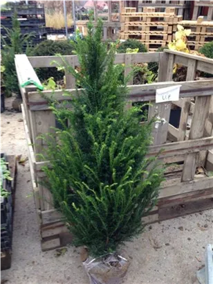 Heimische Eibe - Taxus baccata - Heckenpflanzen