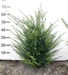 Heimische Eibe - Taxus baccata - Heckenpflanzen