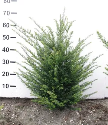 Heimische Eibe - Taxus baccata - Heckenpflanzen
