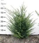 Heimische Eibe - Taxus baccata - Heckenpflanzen