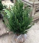 Heimische Eibe - Taxus baccata - Heckenpflanzen